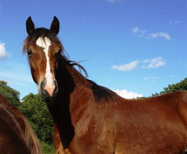 Welsh Partbred (Sec F) Holmlunds Lord Colwyn  - Sommeren 2008 billede 4