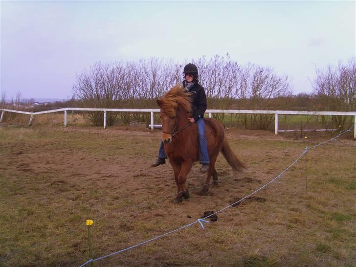 Islænder Kvika fra Skovbogård billede 11