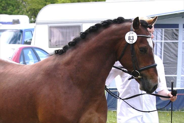 Welsh Partbred (Sec F) Holmlunds Lord Colwyn  - Gl. Estrup 2010 billede 8