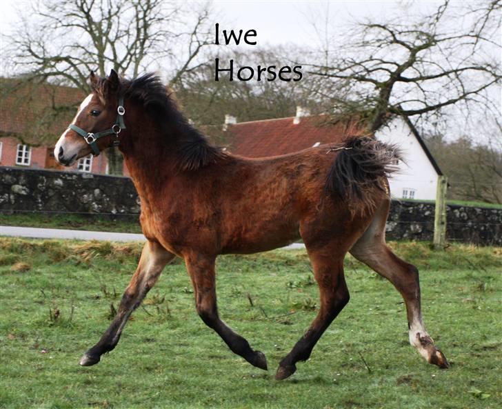 Welsh Partbred (Sec F) Holmlunds Lord Colwyn  - Lille coco - marts 2008 billede 3