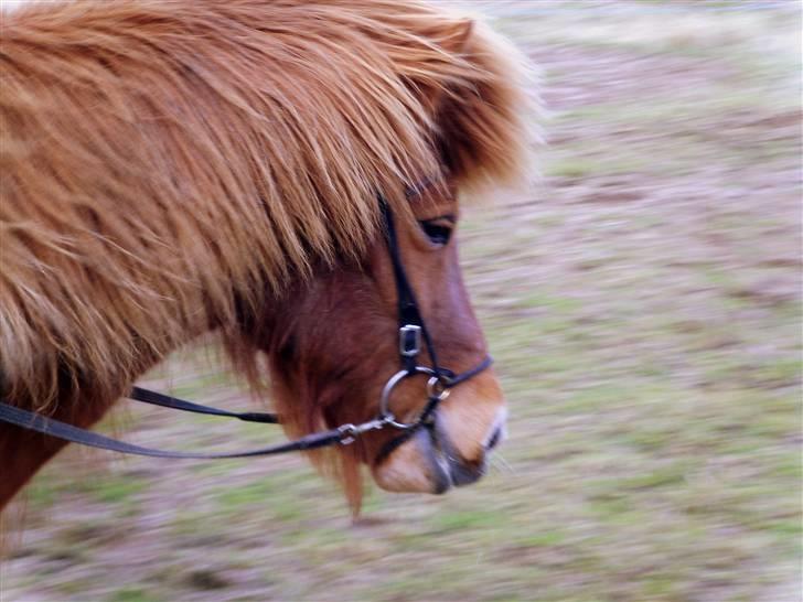 Islænder Kvika fra Skovbogård billede 12