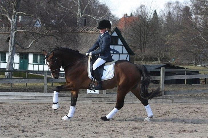 Welsh Partbred (Sec F) Holmlunds Lord Colwyn  - 27 marts 2011 billede 13