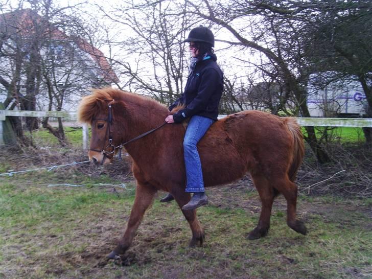 Islænder Kvika fra Skovbogård billede 13