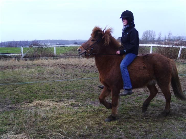 Islænder Kvika fra Skovbogård billede 14