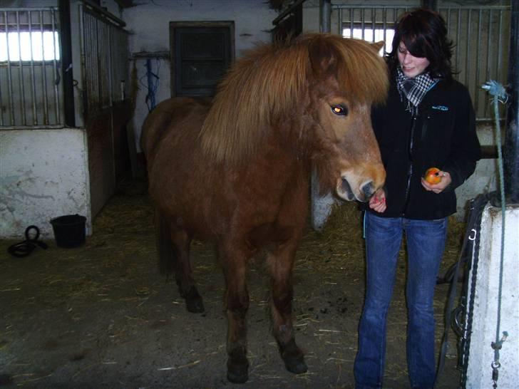 Islænder Kvika fra Skovbogård billede 15