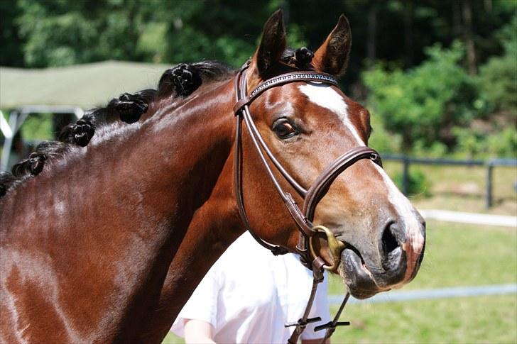 Welsh Partbred (Sec F) Holmlunds Lord Colwyn  - Jysk sommershow 2010 billede 10