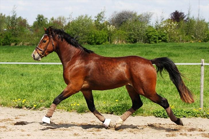 Welsh Partbred (Sec F) Holmlunds Lord Colwyn  - 18-5-2010 billede 6