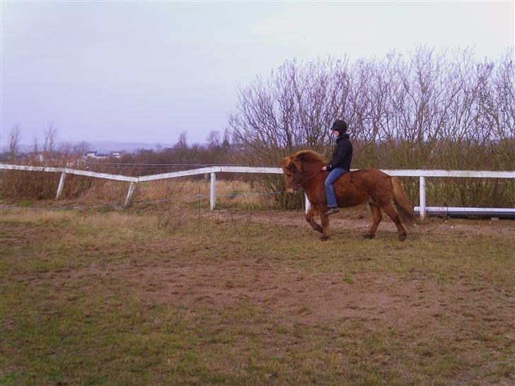 Islænder Kvika fra Skovbogård billede 16