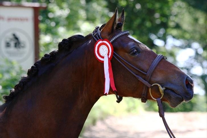 Welsh Partbred (Sec F) Holmlunds Lord Colwyn  - Jysk sommershow 2010 billede 11