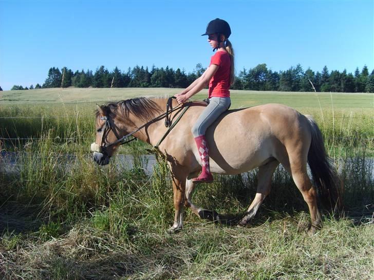 Anden særlig race Lukas  R.I.P - mig og lucas rider dressur 3/07/08 billede 19