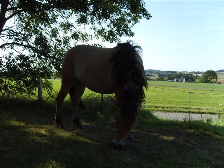 Anden særlig race Lukas  R.I.P - sommer 2009 billede 9