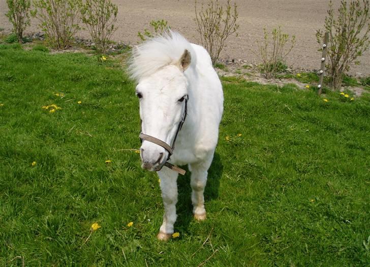 Shetlænder Balther min bedste ven - Græsser billede 4