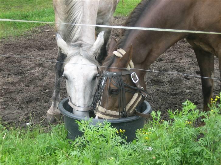 Anden særlig race Diego - Diego og zoe... Hans bedste ven<33 OG helt egen PRINSESSE.. billede 1