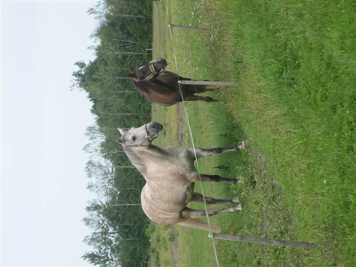 Anden særlig race Diego - Diego og Zoe,, de nyder udsigten... "over til fodbold banderne" billede 2