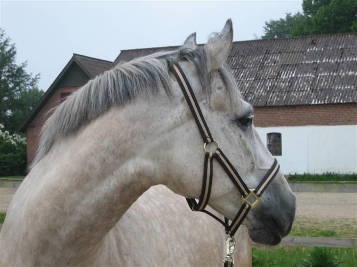 Anden særlig race Diego - Se lige i hans øjne...!    "Jeg savner dig Zoé" <33 billede 4