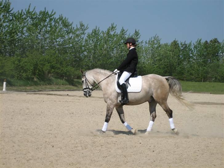 Anden særlig race Diego - Diego havde lige logget mig til at komme på en Dressurbane.. (: billede 5
