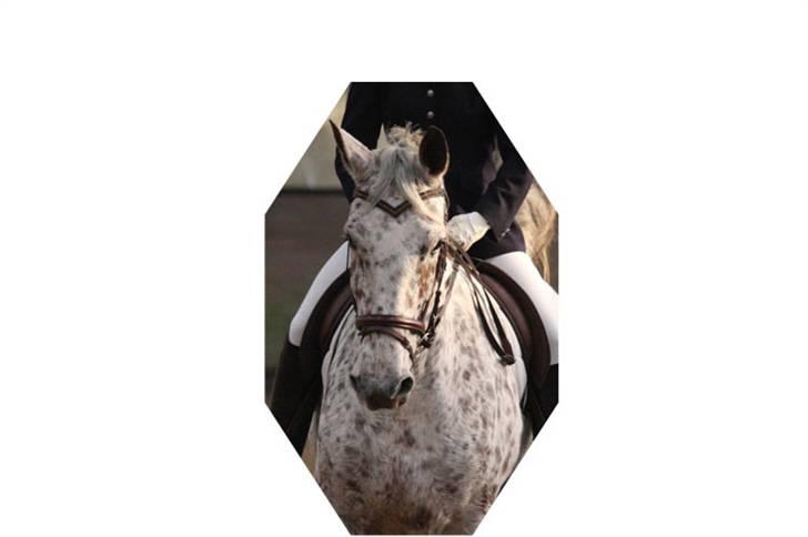 Knabstrupper Coco`s Irish TAbaluka - Stævne feb. 2008. billede 1