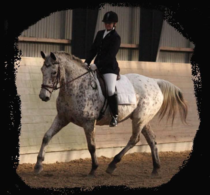 Knabstrupper Coco`s Irish TAbaluka - stævne feb. 2008 billede 2