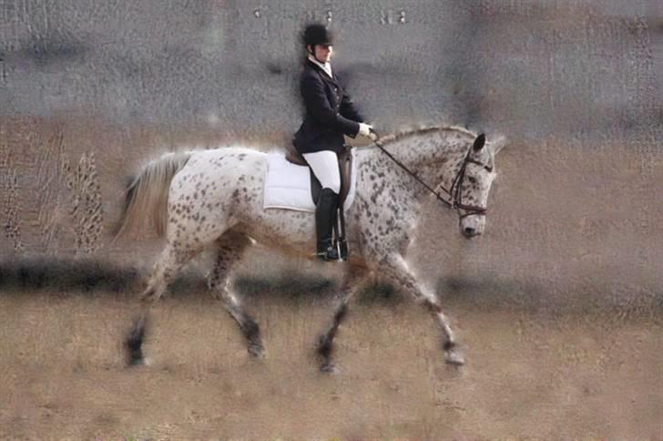 Knabstrupper Coco`s Irish TAbaluka - stævne feb. 2008. billede 3