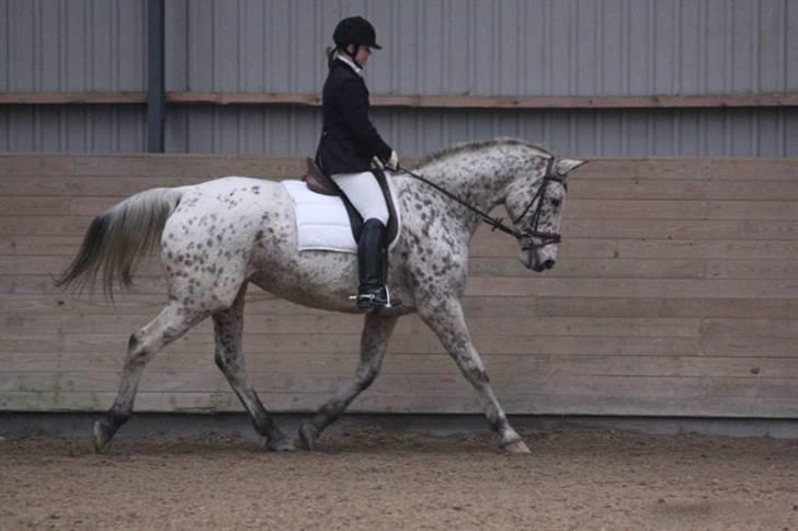 Knabstrupper Coco`s Irish TAbaluka - stævne feb. 2008. billede 4