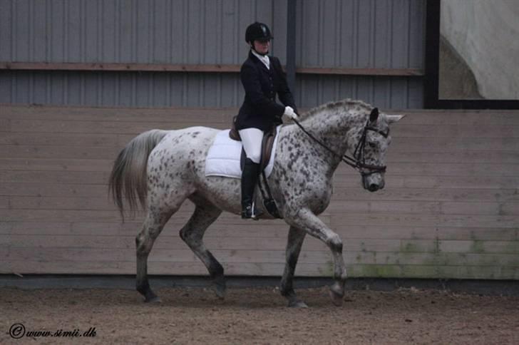 Knabstrupper Coco`s Irish TAbaluka - stævne feb. 2008. billede 5