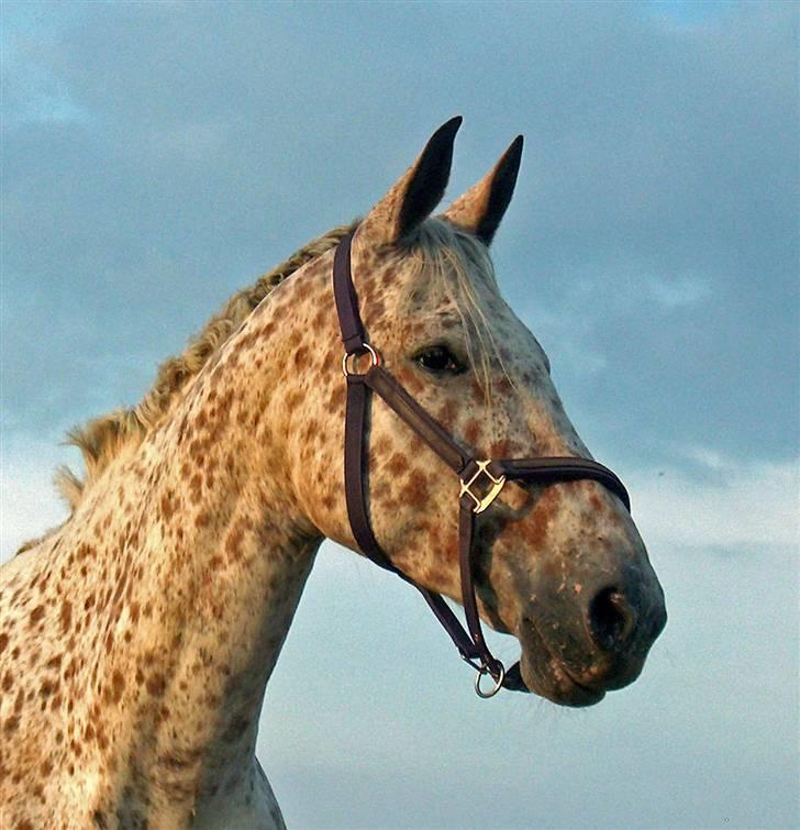 Knabstrupper Coco`s Irish TAbaluka - Folden 2007. billede 6