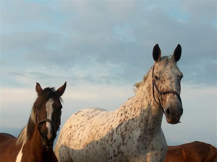 Knabstrupper Coco`s Irish TAbaluka - Sommer 2007 Luka og Donja. billede 7