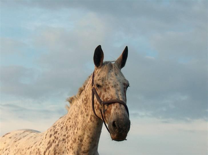 Knabstrupper Coco`s Irish TAbaluka - sommer 2007. billede 8