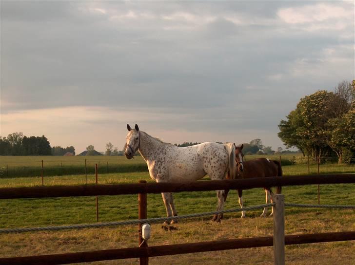 Knabstrupper Coco`s Irish TAbaluka - Fold sommer 2007 Luka og Donja. billede 9