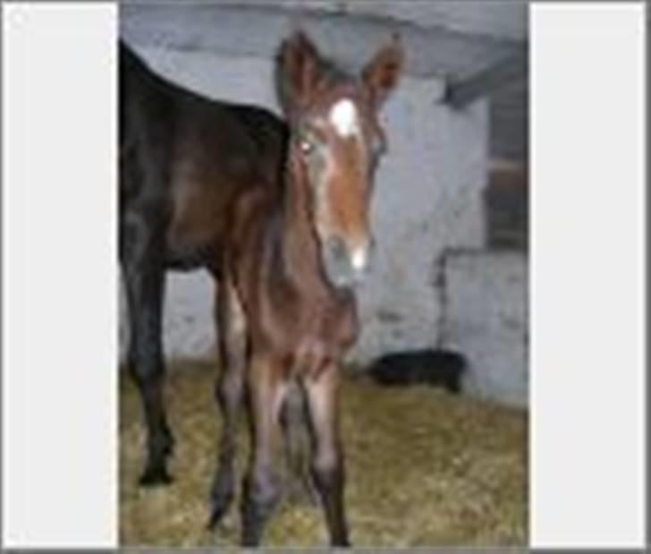 Dansk Varmblod Ramira - Hejsa er  jeg ik sød..  hun er ik næsten lige blevet født  billede 1