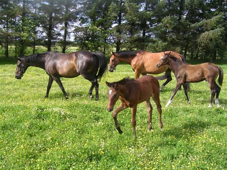 Dansk Varmblod Ramira - på græs med sin mor  billede 2