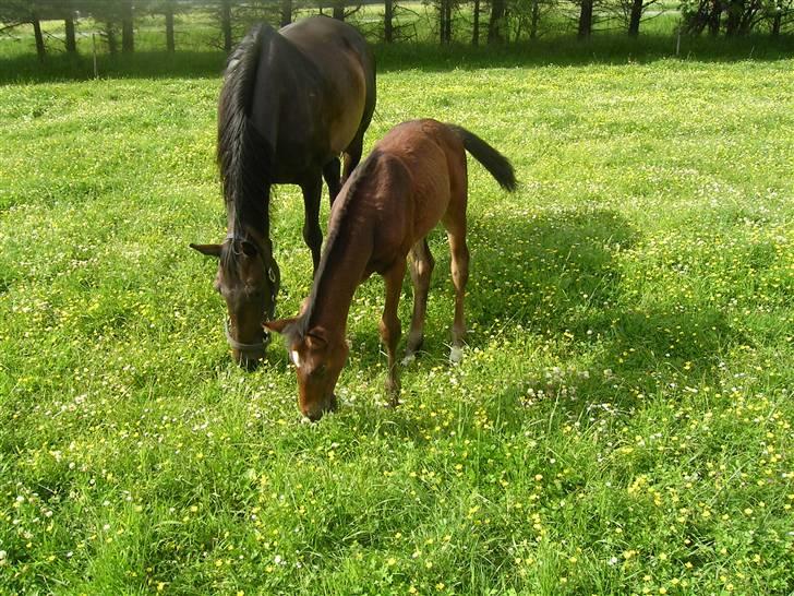 Dansk Varmblod Ramira - mmmm... græs billede 3