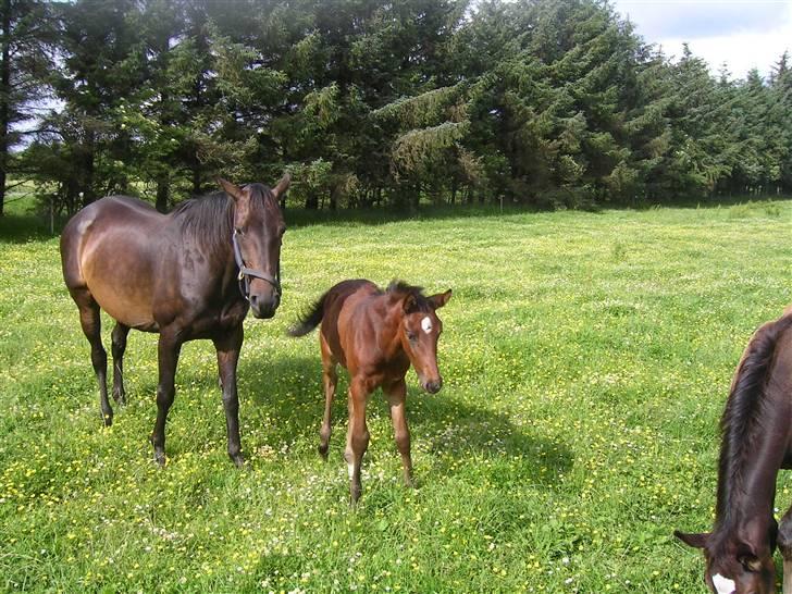 Dansk Varmblod Ramira - er hun ik fin... billede 4