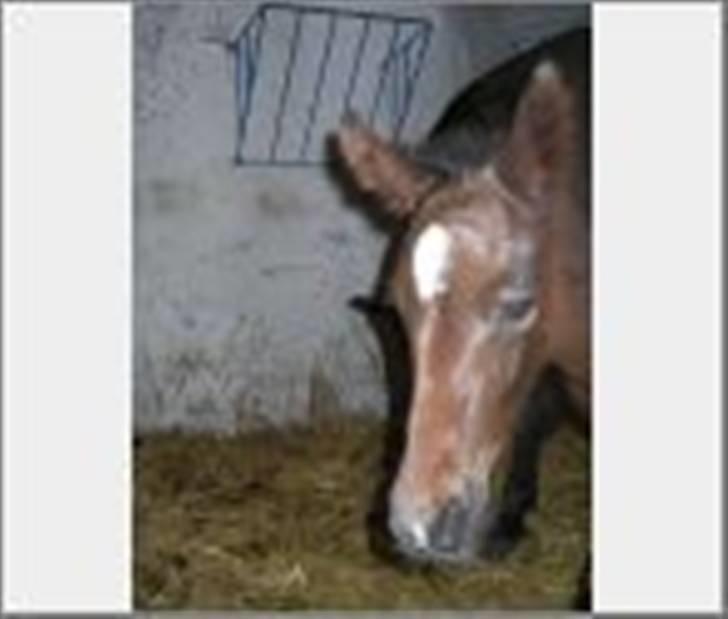 Dansk Varmblod Ramira - Bøøøøh billede 5