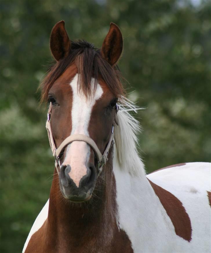 Pinto Dunjah My made billede 1