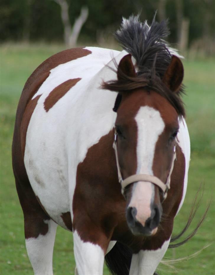 Pinto Dunjah My made billede 2