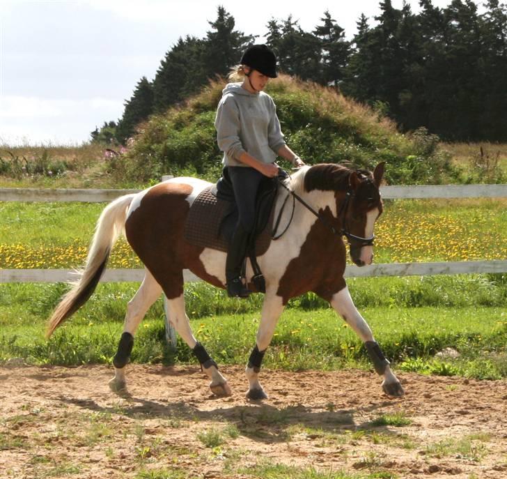 Pinto Dunjah My made billede 3