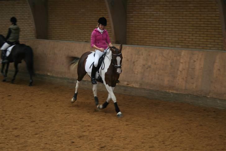 Pinto Dunjah My made billede 5