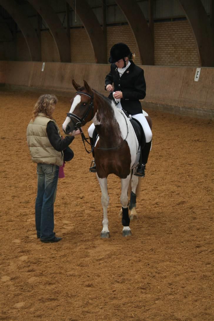 Pinto Dunjah My made billede 6