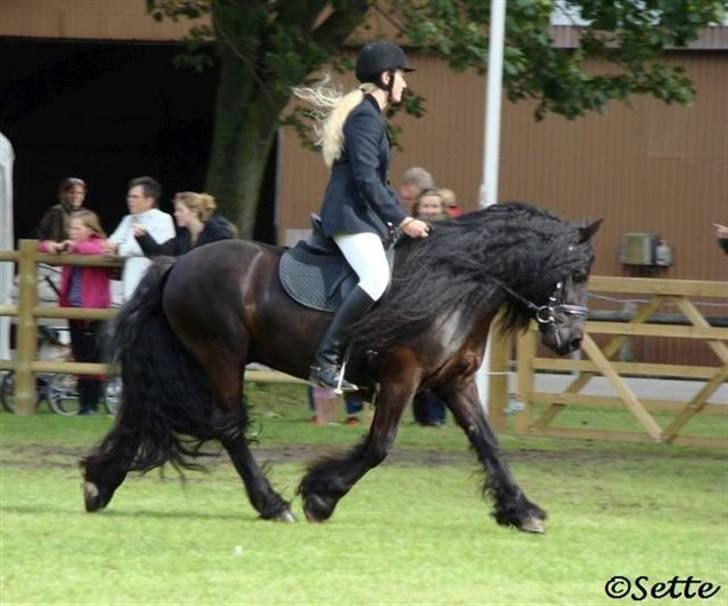 Fell pony Bluewater Humber - Storehestedag XD 2008 billede 8