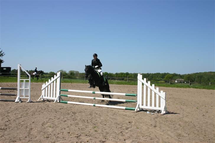 Fell pony Bluewater Humber billede 12