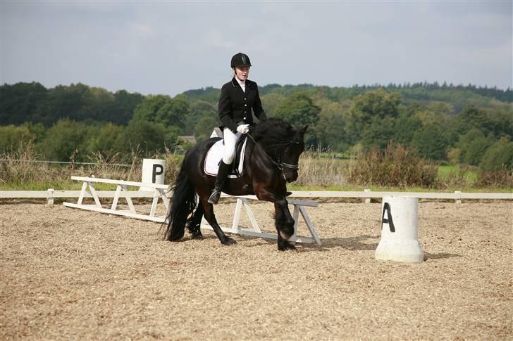 Fell pony Bluewater Humber - Galop, galop  billede 13