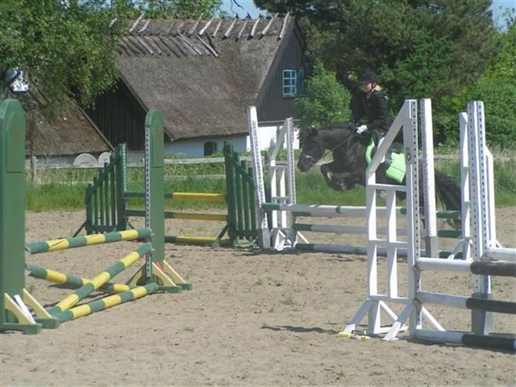 Fell pony Bluewater Humber billede 15