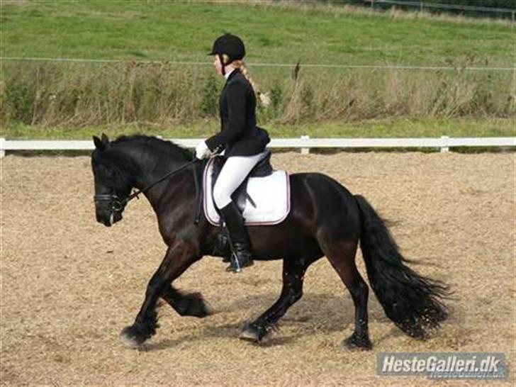Fell pony Bluewater Humber - Dressur stævne LC3 ;) billede 16
