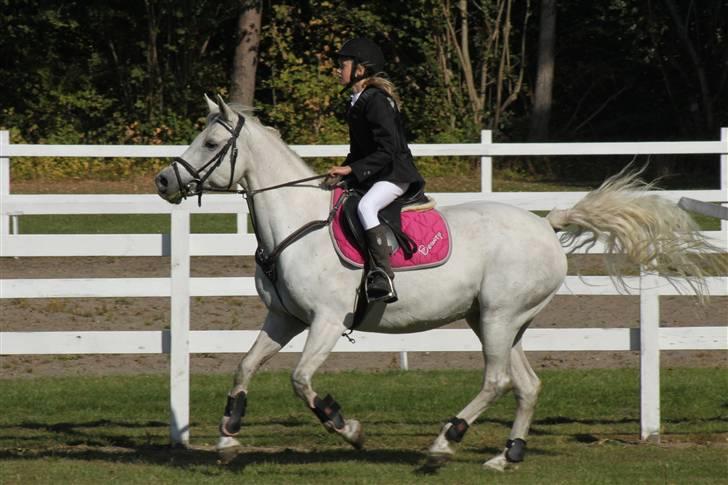 Connemara Bakkedals Bounty  - Fuld galop og firspring! spring stævne d. 19/9 2009 billede 3