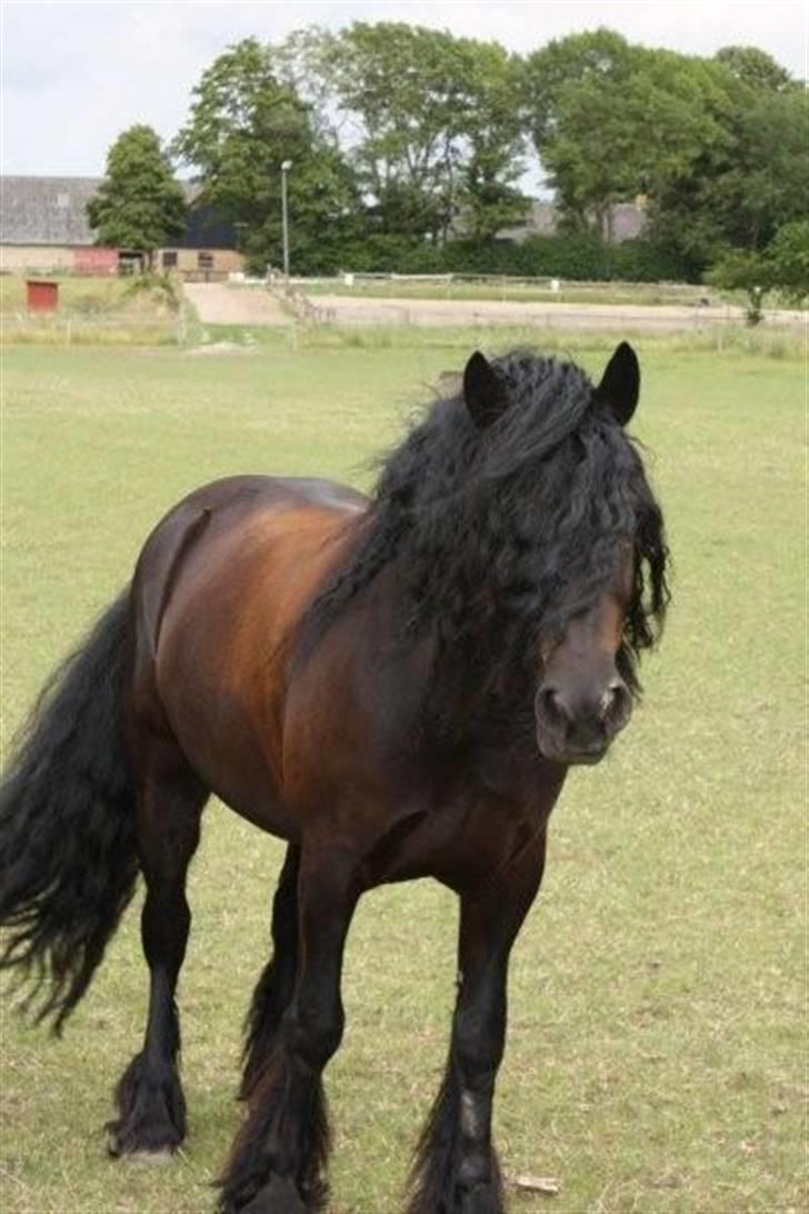 Fell pony Bluewater Humber - På græsfolden (: billede 18