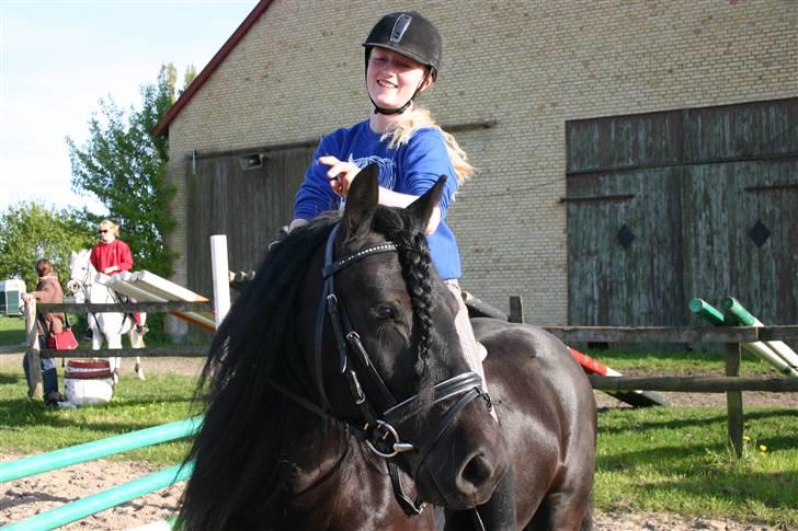 Fell pony Bluewater Humber - Ved at gøre klar til spring undervisning af Tine :) billede 19