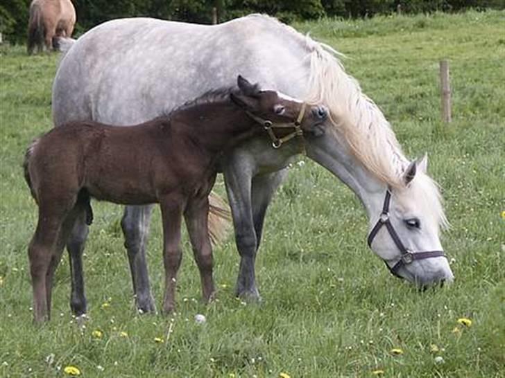 Connemara Bakkedals Bounty  - Bounty og Skærgårdens Silver <3 billede 5