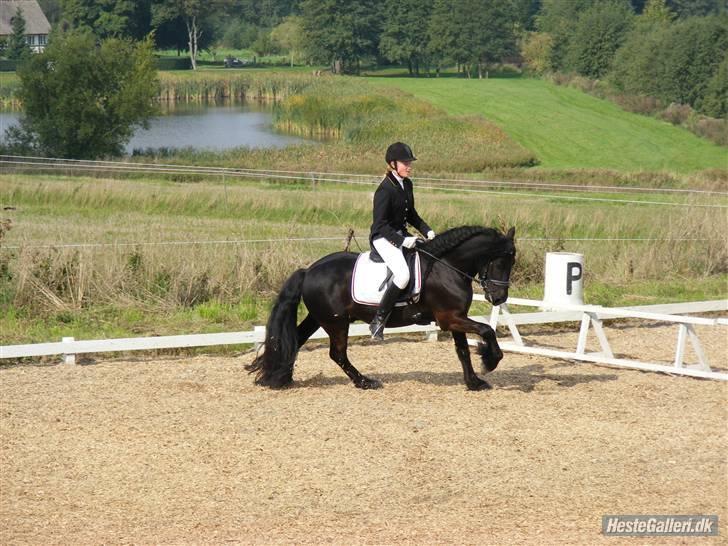 Fell pony Bluewater Humber - Humber til dressur stævne :) Han var SUPER sød :) billede 20