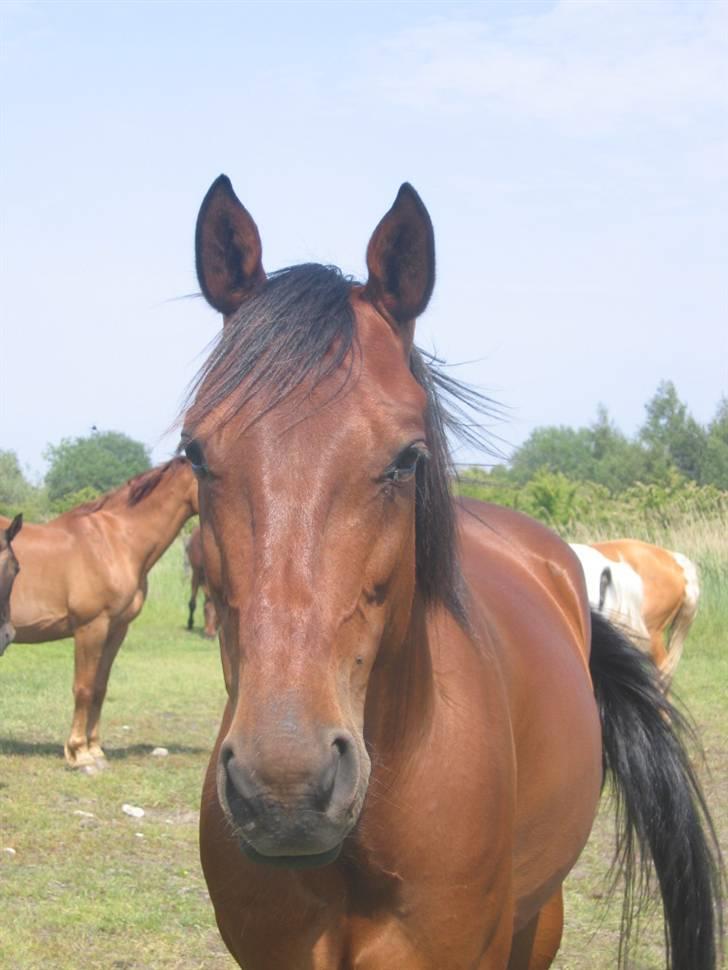 Traver Gelmin Follo billede 14